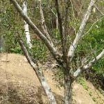 Maraval-Land-For sale